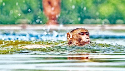 Never seen such conditions before: Staff at animal shelters on spike in heat-related cases