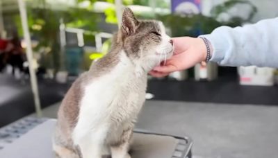 Muere Limona, famosa gatita que vivió en pasillos de TV Azteca más de 10 años