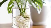 How to Successfully Propagate a Swiss Cheese Plant, 3 Different Ways