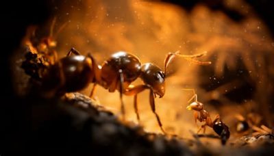 Empire of the Ants, scopriamo questo strategico fotorealistico ambientato nel mondo degli insetti