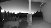VIDEO: Cougar sighting in suburban Clark County