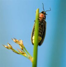 Fireflies - Wild About Utah