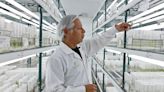 El sofisticado laboratorio que conserva las últimas papas nativas del Perú: alberga más de 4.000 variedades de este tubérculo