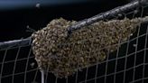 Watch: Pest control ace clears Dodgers-Diamondbacks bee swarm, throws first pitch