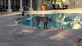 Video shows bobcat take casual stroll around Naples, Florida pool as man lounges nearby