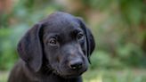 Clever Black Labrador Puppy Tries to 'Fill His Own Water Bowl' at Just 2 Months Old