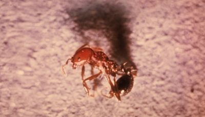 紅火蟻已入侵中國625個縣市區 一次就「要命」(圖) - 大陸時政 -