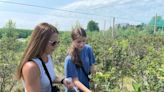 Blueberry picking season underway in Essex County