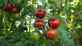 Monty Don shares two tomato plant tasks to do in June for 'strong' plants