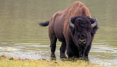 As Yellowstone reopens for the summer season, one hiker demonstrates what not to do around the park's bison