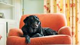 10 Ways To Modify Your Home To Keep Your Senior Dog Comfortable and Safe