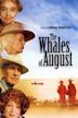 The Whales of August