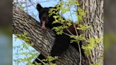 Bear spotted in downtown Golden