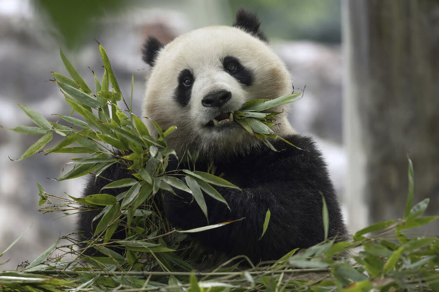 What’s cute, black and white, and returning to America? China is sending pandas back to D.C.