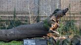 Gravestone-encircled ‘Hardy Tree’ tree falls in Camden