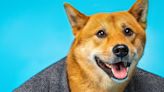 Shiba Inu Draws $12 Million Raise for New Blockchain and TREAT Token - Decrypt