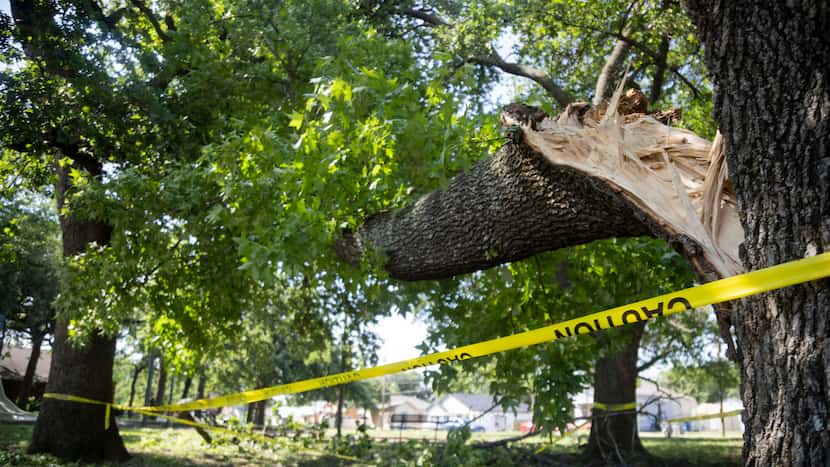 After storms devastate Dallas trees, some welcome news for how we’ll start replacing them