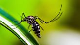 Johnson & Johnson's Experimental Dengue Pill Shows Efficacy In Animal Studies