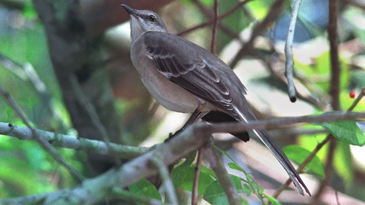 No more mockingbird? Florida official wants new state bird