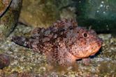 Small red scorpionfish