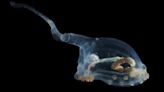 Expedición en aguas profundas captura imágenes impresionantes de criaturas marinas en la zona minera del Pacífico