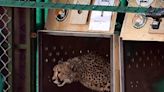 Maggots and skin infection behind latest cheetah deaths in India, confirms expert
