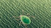 Cases of tickborne disease babesiosis are surging in the U.S. Northeast, the CDC warns. Here’s what you need to know