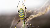 Huge flying joro spiders are on the move across the US. Are they in Arizona?