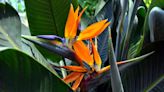 How To Grow And Care For Bird of Paradise