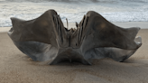 Whale skull washes up on North Carolina beach