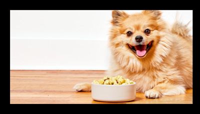 The Best Dog Foods For Sensitive Stomachs That Are Easy To Digest