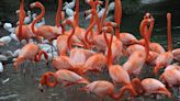 This kinky bird could be making a comeback in South Florida