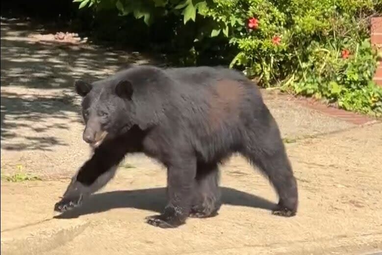 WATCH: Black bear ‘politely’ wanders through Arlington Co. neighborhood - WTOP News