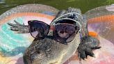 Wally the emotional support alligator stolen during Georgia vacation trip was released into swamp