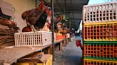 La OMS registra en México la primera muerte en el mundo por gripe aviar H5N2