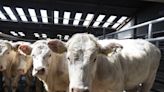 Tighter cattle supplies set to benefit autumn trade