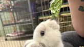 A 6-month old lop-eared rabbit, 3 cats are featured pets up for adoption in Lane County