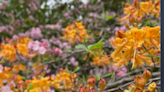 Five low-maintenance azaleas are native to North Florida