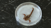 Scorpion, moths, beetles: Wisconsin bugs skitter into spotlight