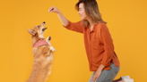 Corgi’s Confused Reaction to Not Getting Treats After Tricks Is Cracking Everybody Up