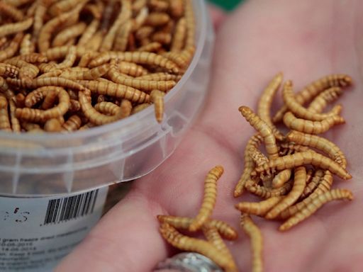 Edible insects take flight in Singapore: Restaurants gear up for bug-based feasts following approval of 16 species