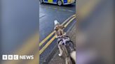 Watch: Howling dog gives police a 'helping hand'