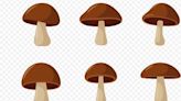 New Jersey Takes a “Trip” Towards Therapeutic Psilocybin: Just Don’t Pack Your Bags Yet!