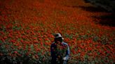 For this Oaxacan merchant, marigolds mean more than ever this Día de Muertos