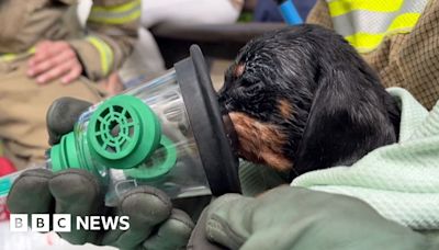 Puppies given oxygen masks after fire in Great Yarmouth