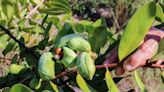 This endangered flower only grows in South Florida. Here's where and when you can find it