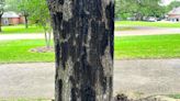 Neil Sperry column: An expert’s advice needed on lightning-damaged oak