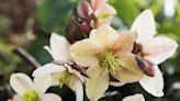 How to Grow and Care for Christmas Rose