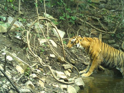 Royal Bengal Tiger awaits a red carpet welcome in Seshachalam