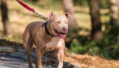 El Supremo decreta que llevar a un perro de una raza potencialmente peligrosa suelto y sin bozal es una imprudencia grave